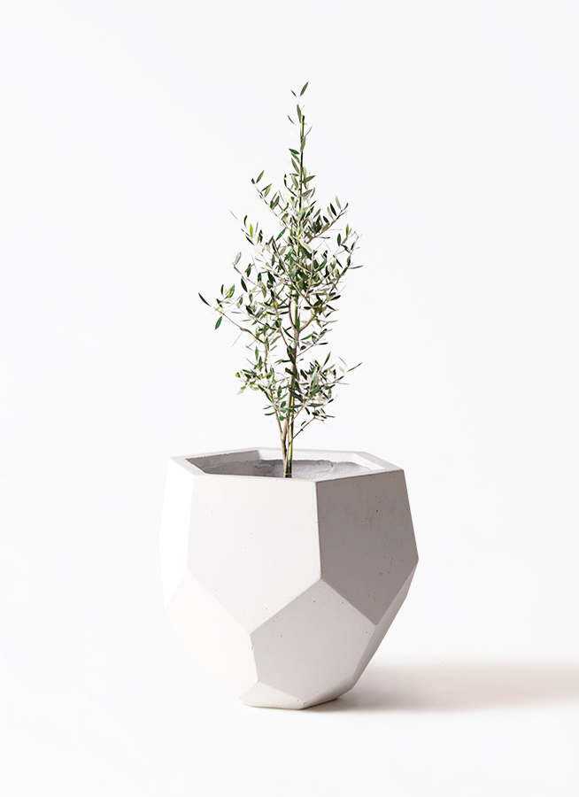 観葉植物 オリーブの木 8号 コロネイキ プラスチック鉢 / 小倉園