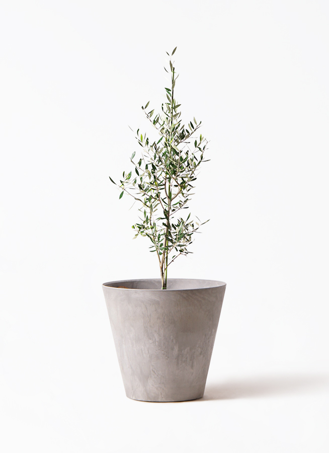 オリーブの木　コロネイキ　8号　約110cm　K-136　一点物 楽天市場】オリーブの木 観葉植物 オリーブ 8号 コロネイキ