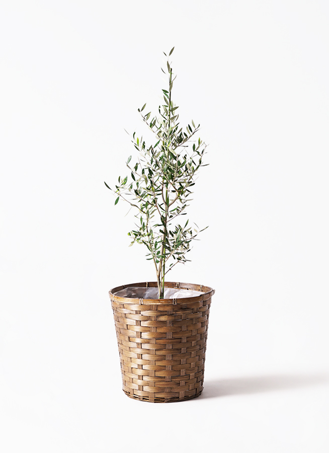 観葉植物 オリーブの木 8号 コロネイキ プラスチック鉢 / 小倉園