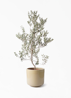 olive-leccino-100_1.jpg?1735093243