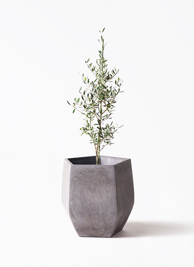 観葉植物 オリーブの木 8号 コロネイキ エステリ グリーン 付き