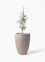 観葉植物 オリーブの木 8号 コロネイキ プラスチック鉢 / 小倉園