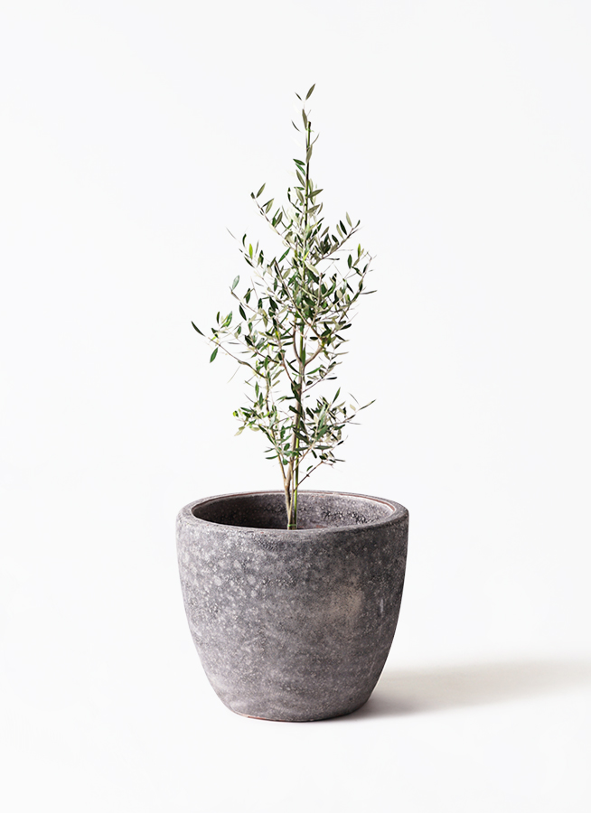 ✨ ⭐oliveの木⭐✨ China Silk Olive Tree Suppliers, Manufacturers, Factory