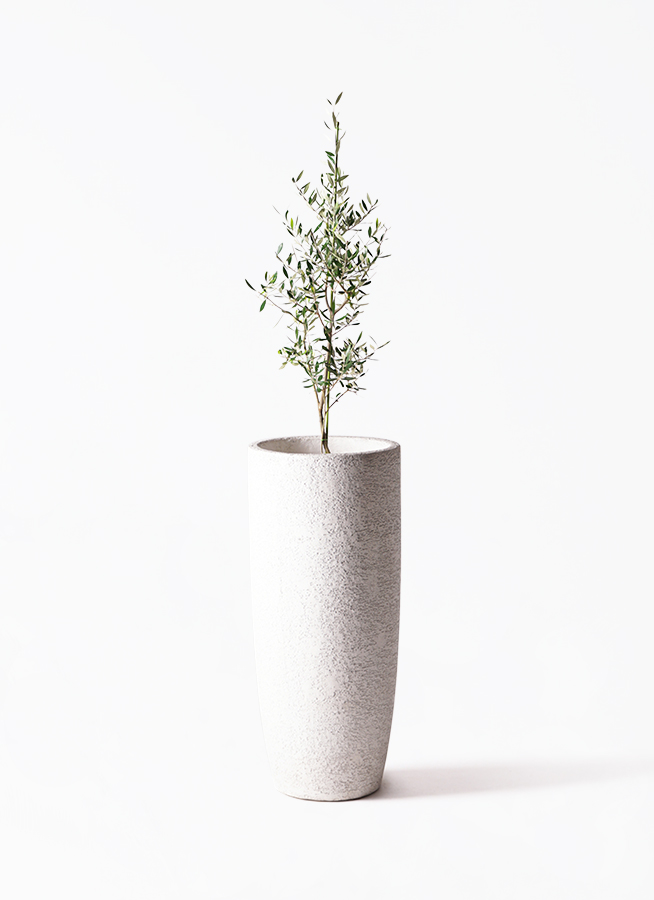 オリーブの木　ホワイト　8号　約160cm　K-201　一点物　希少品種 オリーブの木 8号 | 観葉植物 | 送料無料でお届け - Hitohana