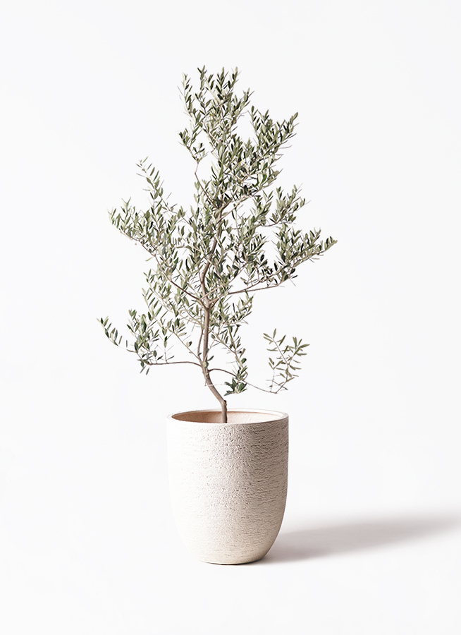 観葉植物 オリーブの木 10号 レッチーノ Eco Stone (エコストーン
