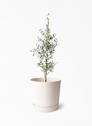 観葉植物 オリーブの木 8号 コロネイキ プロスパー トゥーボ クリーム