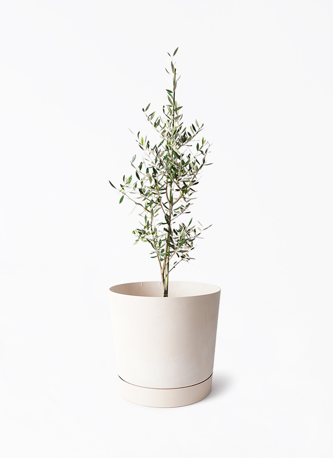 観葉植物 オリーブの木 8号 コロネイキ プロスパー トゥーボ クリーム