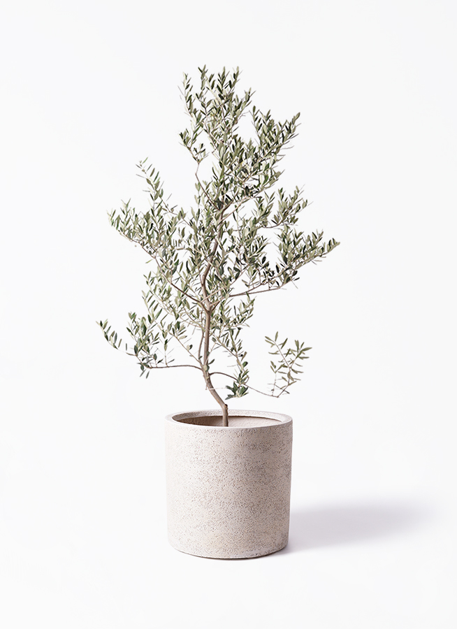 オリーブの木 レッチーノ | 観葉植物通販HitoHana(ひとはな)