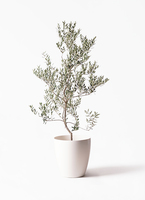 観葉植物 オリーブの木 10号 レッチーノ Eco Stone (エコ