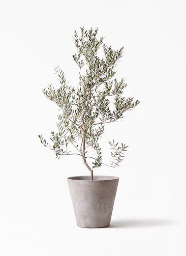 olive-leccino-88_1.jpg?1735093348