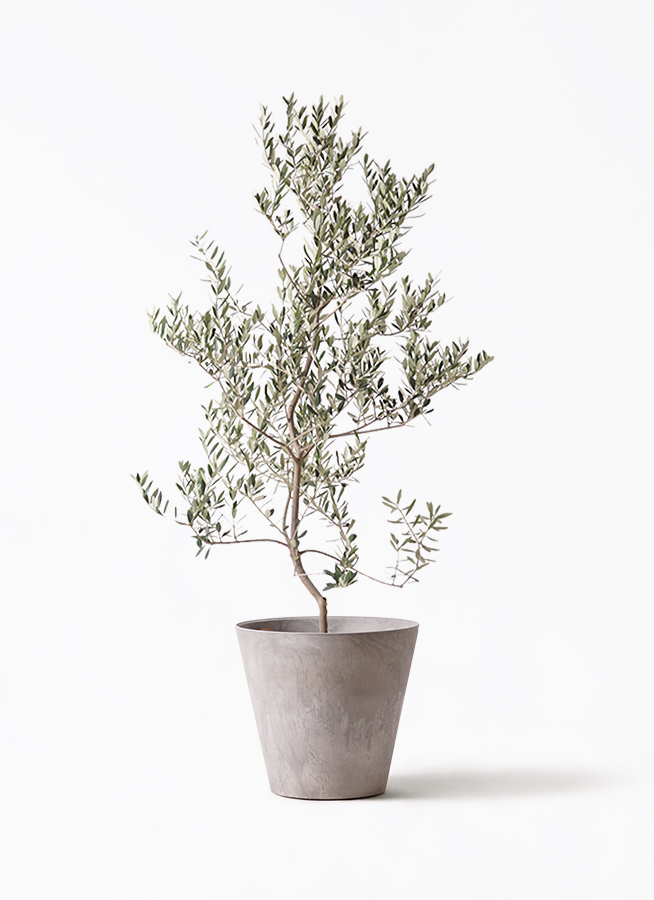 olive-leccino-88_1.jpg?1735093348