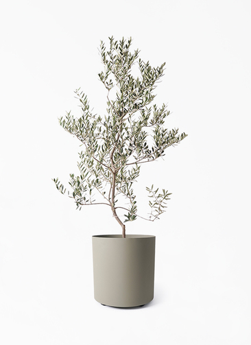 olive-leccino-97_1.jpg?1735093355