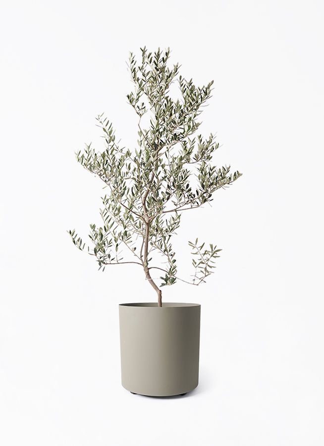 オリーブの木　レッチーノ　10号　約140cm　K-366　人気品種　現品掲載 olive-leccino-97_1.jpg?1735093355