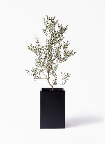 観葉植物 オリーブの木 10号 レッチーノ セドナロング 墨 付き / 小倉