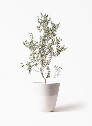 olive-leccino-82_1.jpg?1735093368