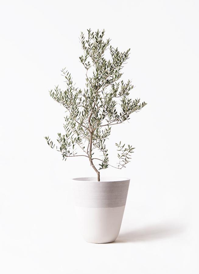 オリーブ　古木　10号鉢つき　白肌❗大株❗　① olive-leccino-82_1.jpg?1735093368