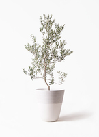 olive-leccino-82_1.jpg?1735093368