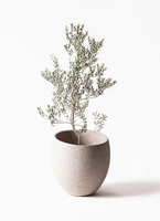 olive-leccino-67_1.jpg?1735093383