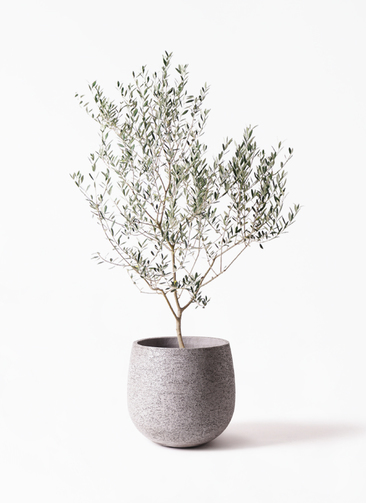 観葉植物 オリーブの木 10号 マンザニロ Eco Stone (エコストーン