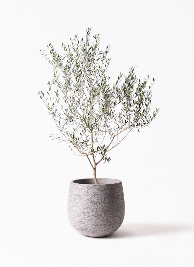 オリーブの木　マンザニロ 観葉植物 オリーブの木 10号 マンザニロ Eco Stone (エコストーン