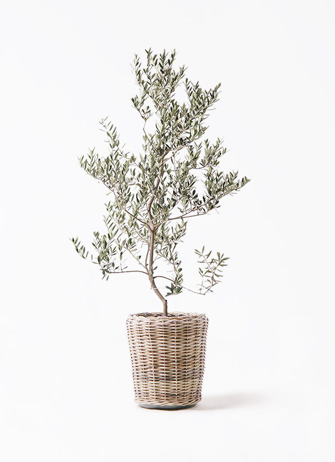 olive-leccino-87_1.jpg?1735093430