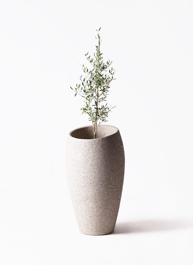 観葉植物 オリーブの木 8号 コロネイキ プラスチック鉢 / 小倉園