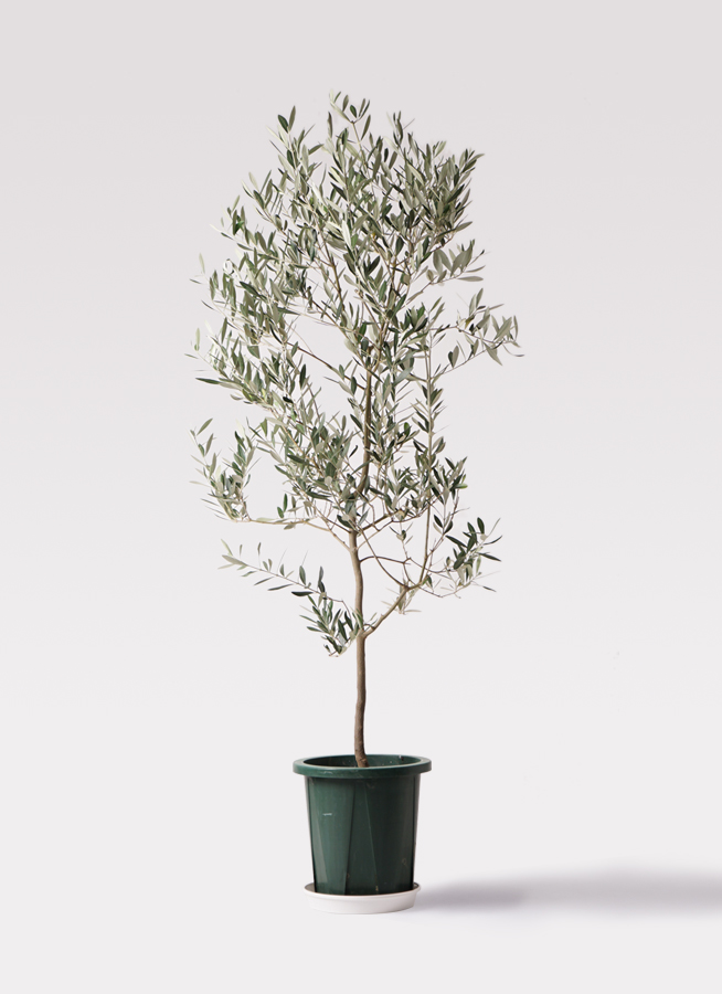 ✨ ⭐oliveの木⭐✨ 創樹 Olive オリーブの木 7号 セメント鉢 SOUJU Cipressino