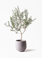 olive-manzanillo-305_1.jpg?