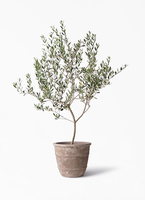 olive-manzanillo-362_1.jpg?
