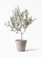 olive-manzanillo-344_1.jpg?