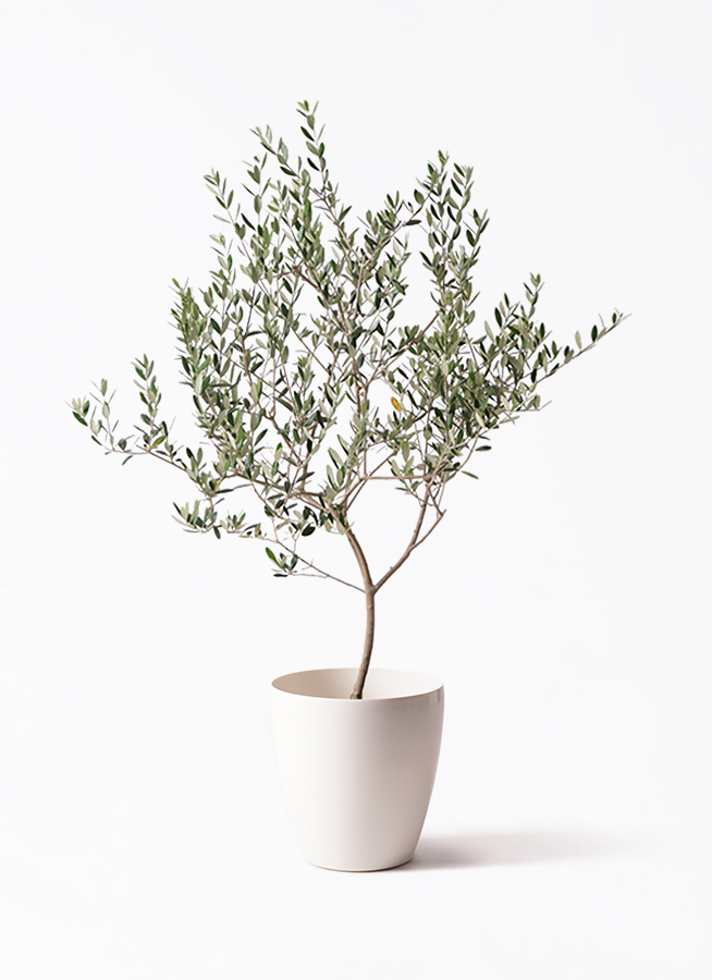 olive-manzanillo-321_1.jpg?