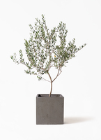 olive-manzanillo-323_1.jpg?