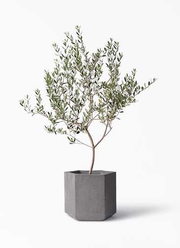 olive-manzanillo-361_1.jpg?