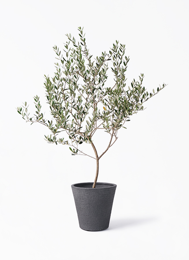 オリーブの木　マンザニロ　7号　約140cm　K-375　人気品種　現品掲載 観葉植物 オリーブの木 8号 マンザニロ ビアスソリッド ブラック 付き