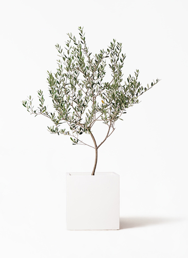olive-manzanillo-339_1.jpg?