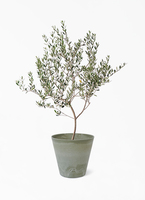 olive-manzanillo-376_1.jpg?