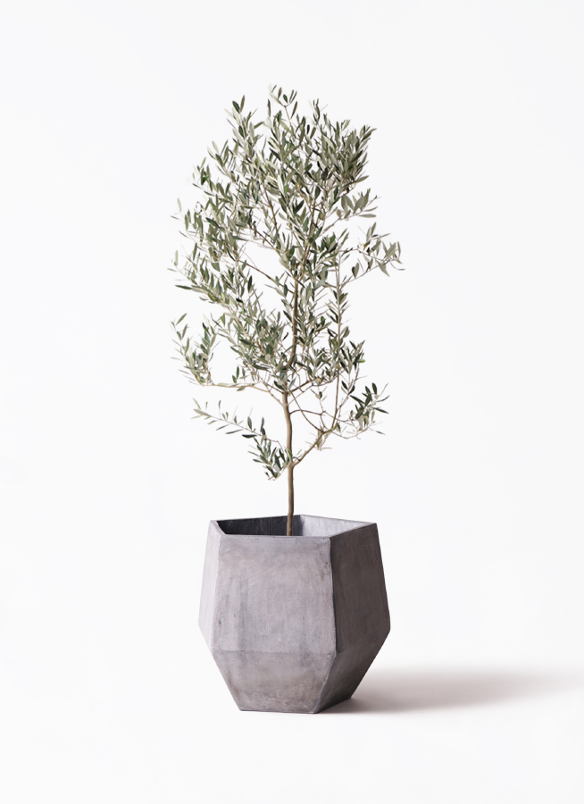 観葉植物 オリーブの木 10号 ミッション プラスチック鉢 / 小倉