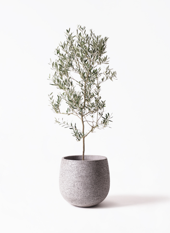 観葉植物 オリーブの木 10号 ミッション 竹バスケット 付き