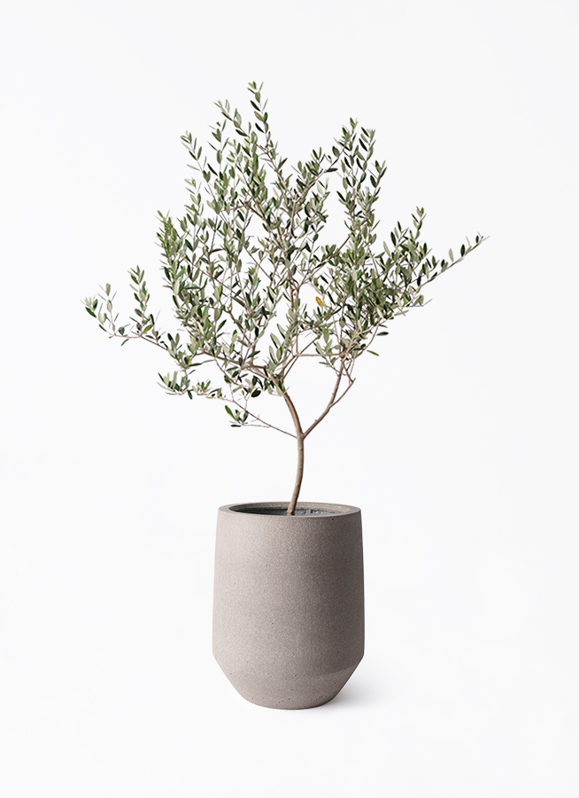 ✨ ⭐oliveの木⭐✨ olive-manzanillo-395_1.jpg?