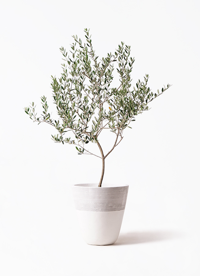 オリーブの木　マンザニロ　8号　約165cm　NO.693　人気品種　現品掲載 オリーブの木 マンザニロ 8号 約165cm NO.693 人気品種 現品掲載