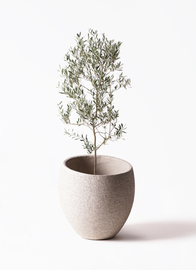 観葉植物 オリーブの木 10号 ミッション セドナロング 墨 付き