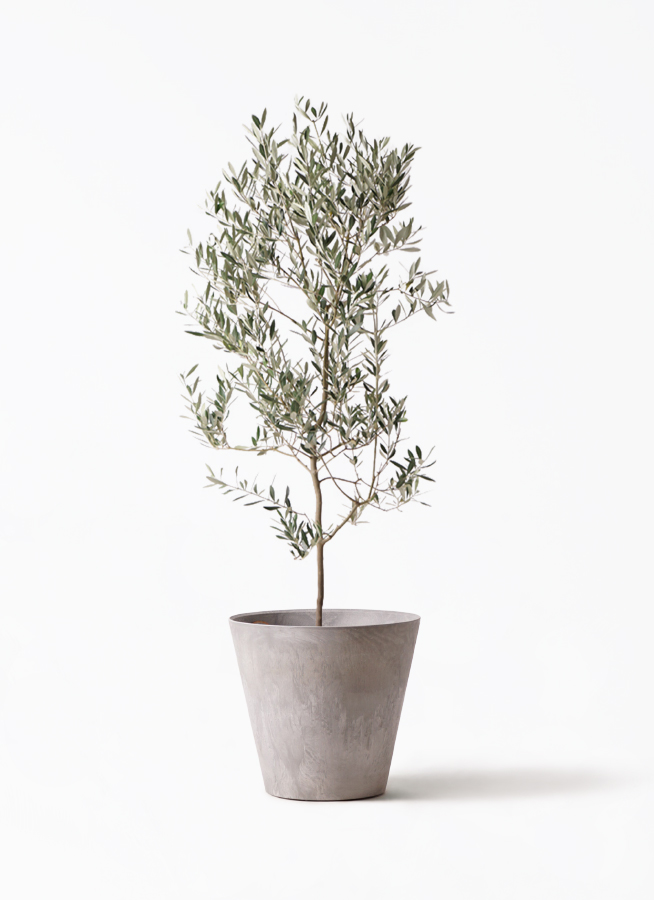 olive-mission-82_1.jpg?1735097988