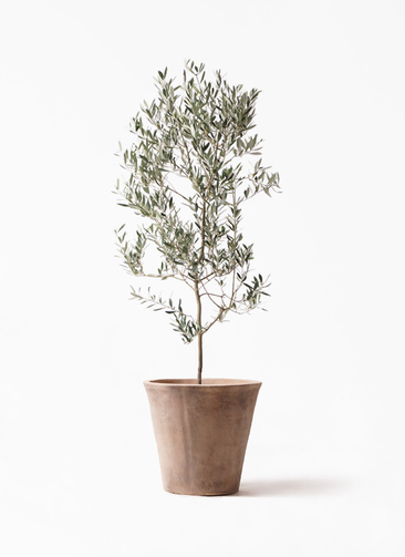 オリーブの木　アスコナーラ オリーブの木 アスコラーナ｜イタリア産 食用オリーブの名品