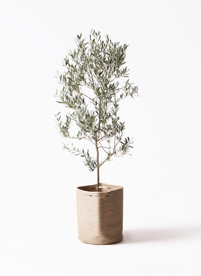 o*u様 オリーブの木,た植物/観葉植物ミッション『綺麗な樹形。全長約160㌢ 観葉植物 オリーブ 10号 ミッション ジュピター 白 付き | 観葉
