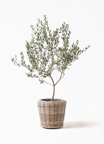olive-manzanillo-343_1.jpg?