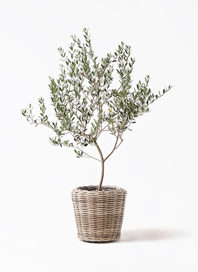 olive-manzanillo-343_1.jpg?