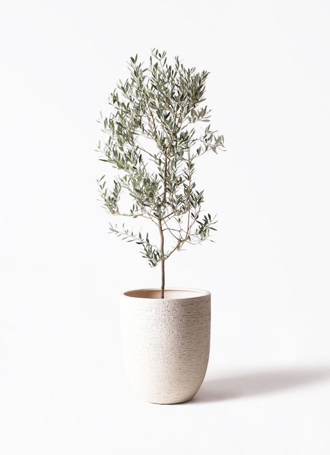 観葉植物 オリーブの木 10号 ミッション セドナロング 墨 付き