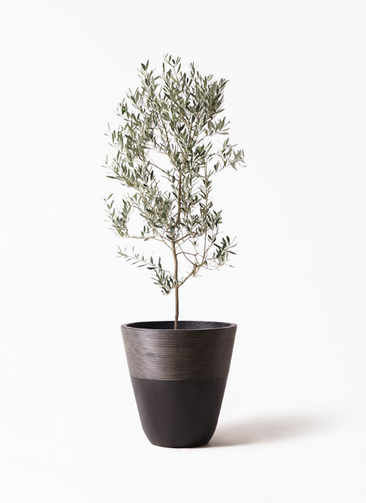 olive-mission-77_1.jpg?1735098032