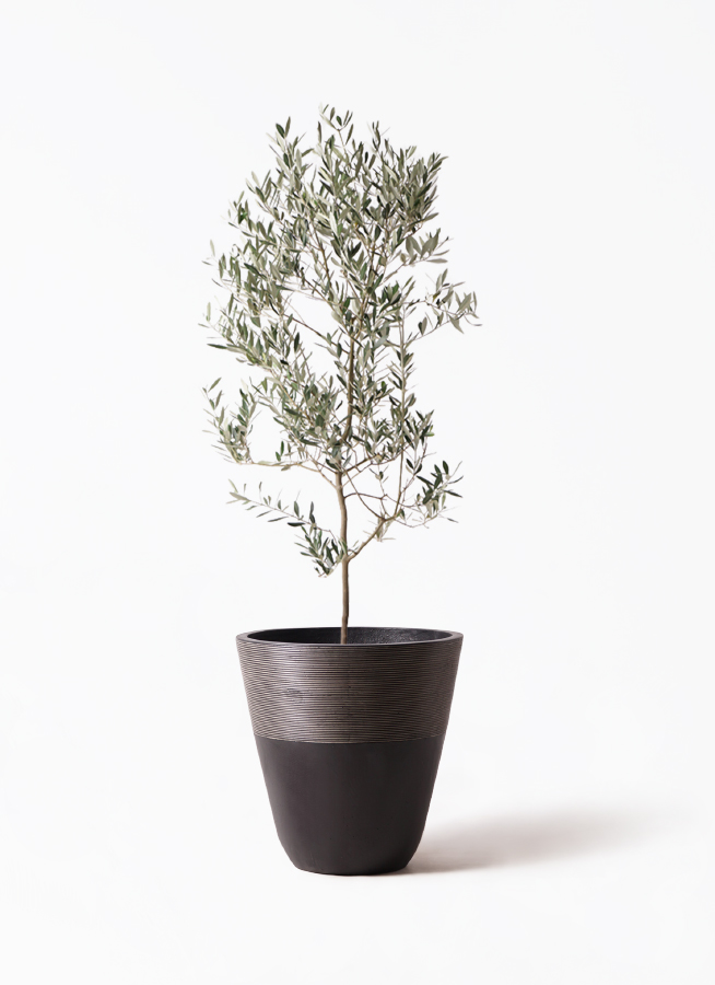 olive-mission-77_1.jpg?1735098032