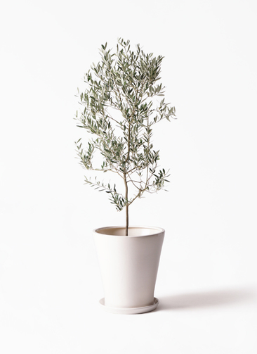 観葉植物 オリーブの木 10号 ミッション サブリナ 白 付き / 小倉園